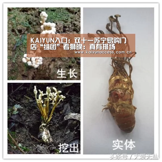 KAIYUN入口