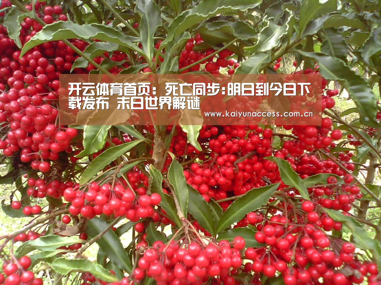 KAIYUN入口